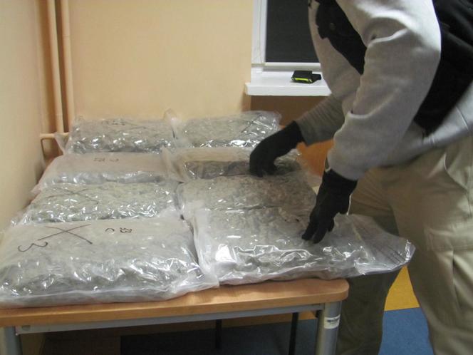 Jechał i pachniał marihuaną. W bagażniku miał jej 115 kilogramów