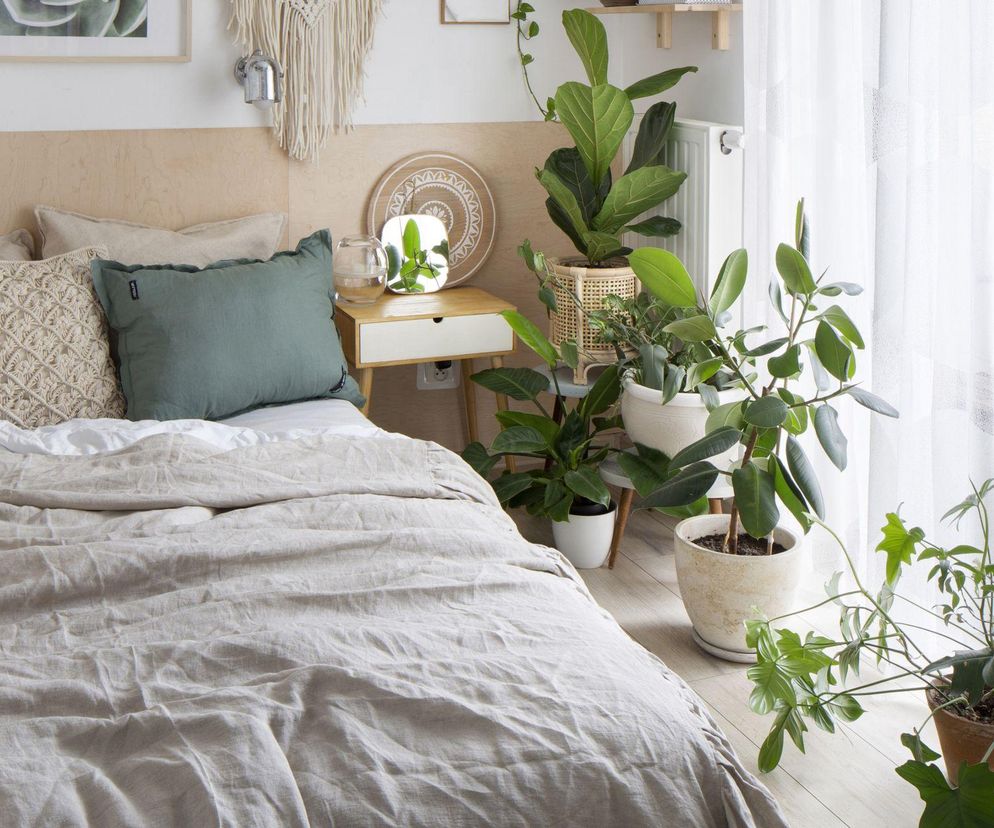 Masz te rośliny w sypialni? To dlatego tak dobrze śpisz