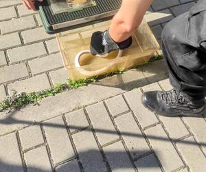 Wąż siedział pod maską samochodu