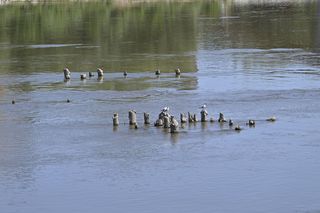 Niski stan wody w Wiśle