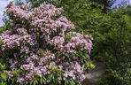 Kalmia
