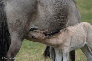Rodzina koników polskich w Roztoczańskim Parku Narodowym się powiększa. Zobaczcie te słodkie maluchy!
