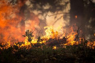 Ogromny pożar w pobliżu elektrowni Kozienice! Płonie 10 hektarów lasu!