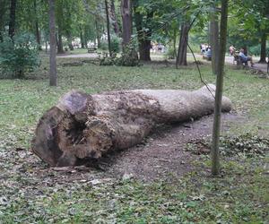 Połamane drzewa w Parku Miejskim w Kielcach po nawałnicy