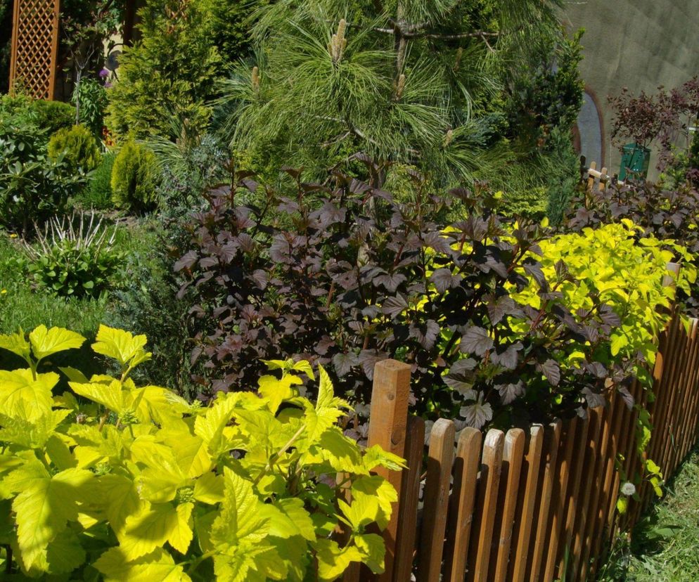 Odmiany pęcherznicy i tawuły na rabatę