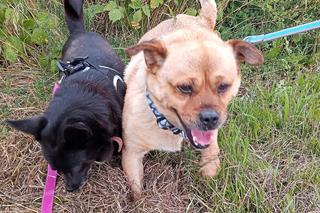 Schronisko w Boguchwale szykuje się na zimę. Możesz pomóc! 