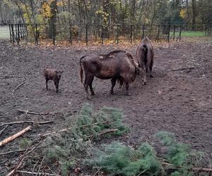 Młodą żubrzyczką w bydgoskim zoo opiekują się babcia i mama. Ona jest od chmur zawracania!