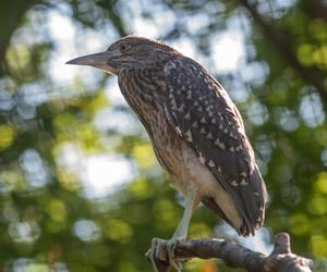 W Orientarium Zoo Łódź wykluł się ślepowron