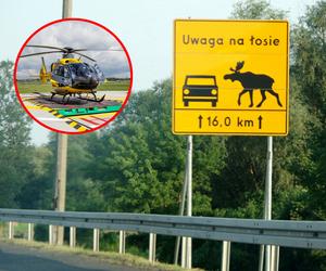 Łoś huknął w mitsubishi i citroena na DK7! Są ranni, lądował śmigłowiec