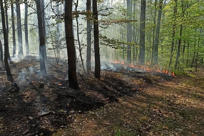 Pożar w lesie w Lubuskiem. Interweniowały służby