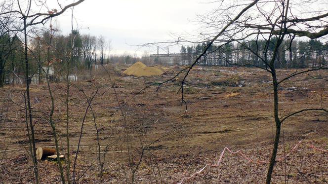 Kontrowersyjna wycinka lasu w Skawinie: Będą nasadzenia kompensacyjne [AUDIO]