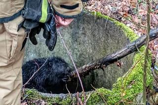Bóbr utknął w betonowej pułapce. Lucy ruszyła na ratunek