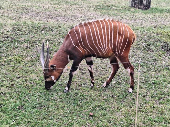 Chorzowskie zoo budzi się do życia ZDJĘCIA