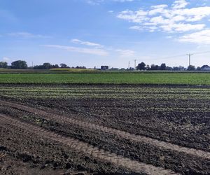 Rolnicy oszukani na nasionach