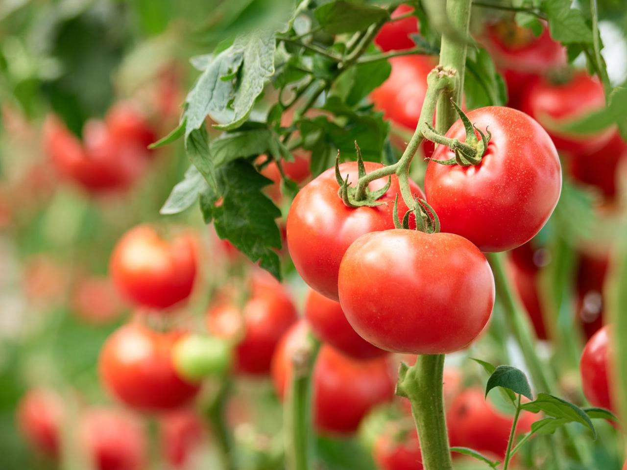 Pomidory tanieją w mgnieniu oka. To załamanie rynku