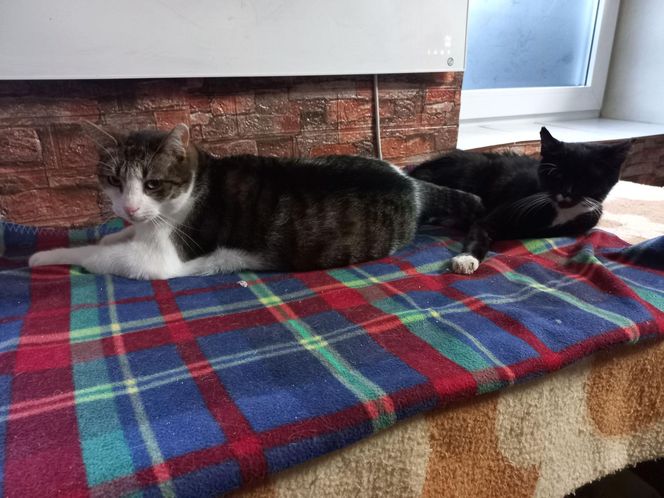 Poszukiwani wolontariusze do pomocy w Kociarni w Lesznie