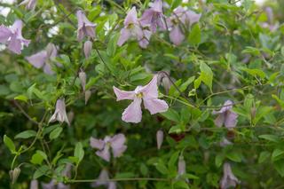 Powojnik włoski - Clematis viticella - łatwe w uprawie kwitnące pnącze. Jak uprawiać powojnik włoski w ogrodzie?