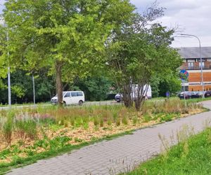 Park kieszonkowy powstający przy ul. Wyszyńskiego w Siedlcach