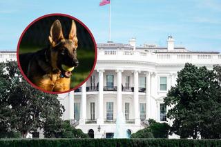 Pies Bidena, który pogryzł personel, usunięty z Białego Domu! Podjęto zdecydowane kroki