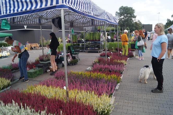 Jesienny Kiermasz Ogrodniczy 2023. Tłumy przy bydgoskim "Torbydzie" [ZDJĘCIA]