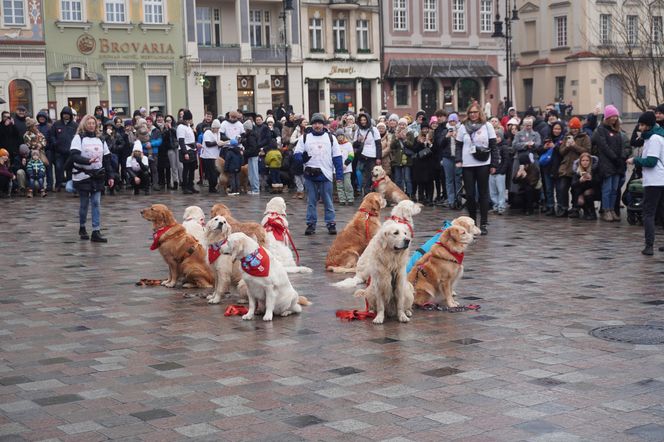 Golden Retriever WOŚP w Poznaniu