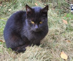 Weszli do środka budynku i zamarli. W środku konały koty, jeden nie przeżył