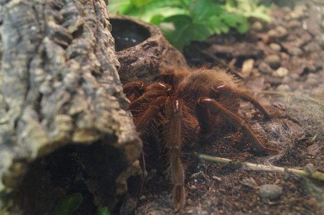 Wystawa pająków w Bydgoszczy. Egzotyczna atrakcja na ferie zimowe