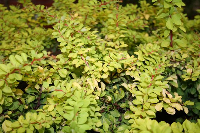 Berberys Thunberga ‘Diabolicum’ - Berberis thunbergii ‘Diabolicum’