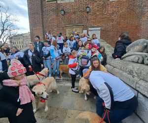 33. Finał WOŚP z grupą krakowskich Golden Retrieverów