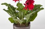 Gerbera