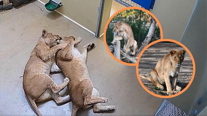 Młode lwice Wanja i Malkia są już we wrocławskim zoo. Do nowej lwiarni trafi także Togo 