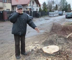  W Wołominie wycinają drzewa na potęgę! Mieszkańcy są wściekli