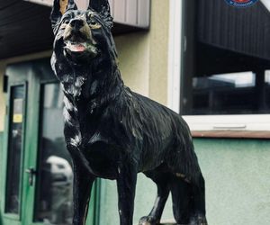 Wiernie służyli przez 10 lat. Kałam, Lejmur i Karzeł odeszli na zasłużoną emeryturę