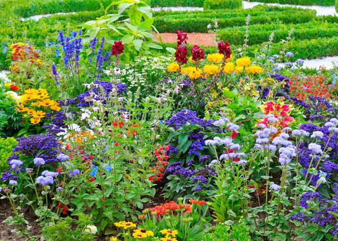 Kolorowy lipcowy ogród