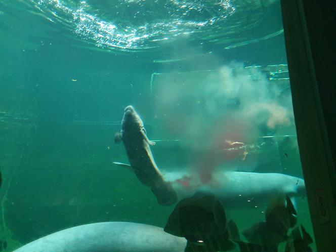 We wrocławskim zoo urodził się kolejny manat