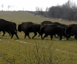 Ogromne stado żubrów wstrzymało ruch na jezdni w Puszczy Knyszyńskiej