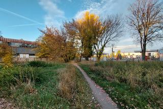 Drzewa ul. Rataje Poznań 