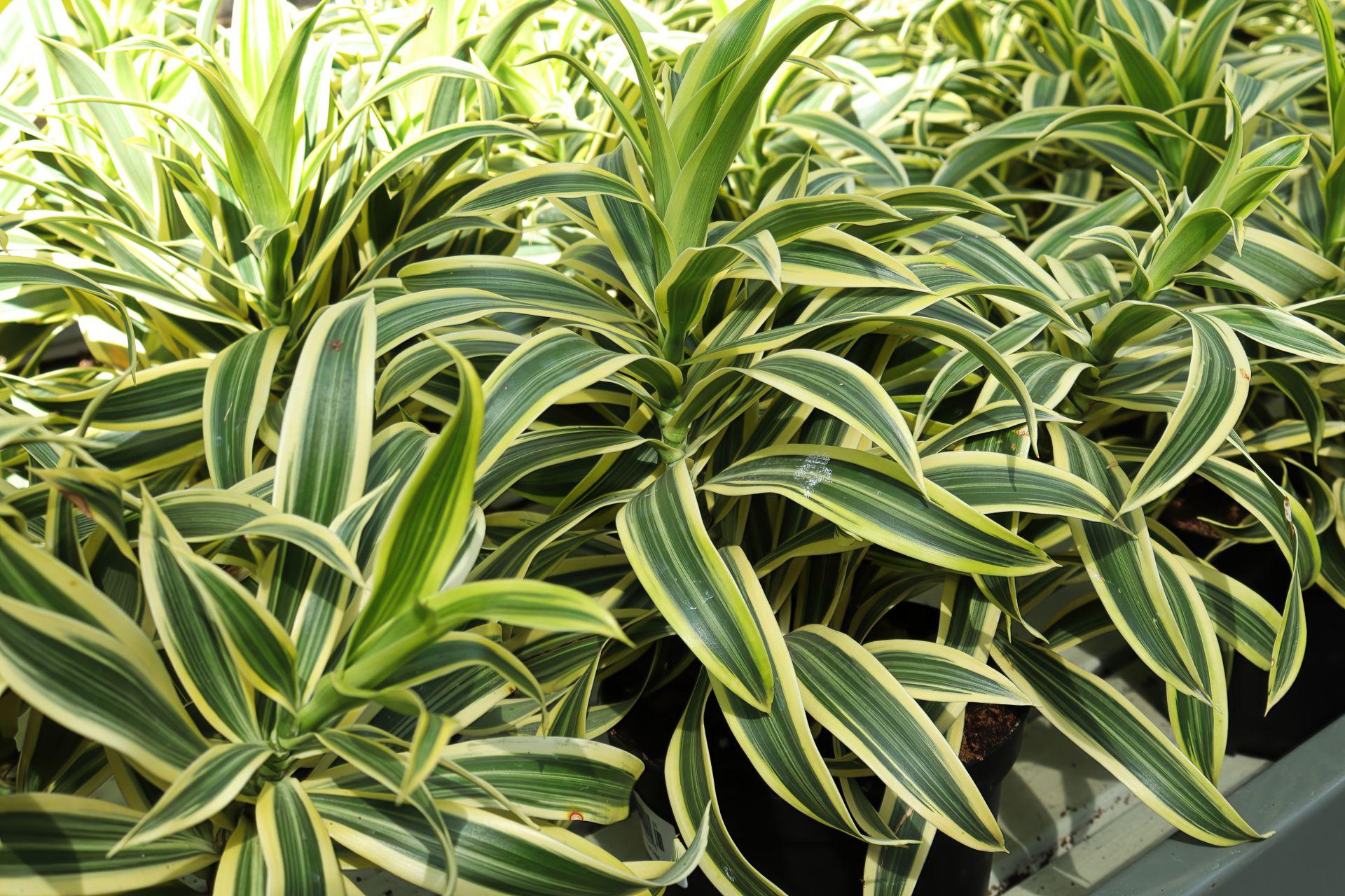 Dracena odwrcona - Dracaena reflexa - Urzadzamy.pl