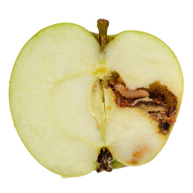 Nasionnica jabłkówka