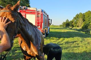 Koń uwięziony w rzece! Strażacy uratowali go w ostatniej chwili