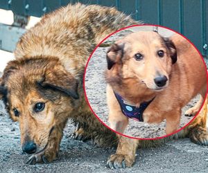 Aleksandrów Łódzki. Piesek Pimpuś potrzebuje pilnej pomocy. Zwróciła go rodzina adopcyjna