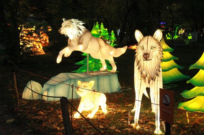 "Garden of Lights" ponownie rozświetlił wrocławskie zoo