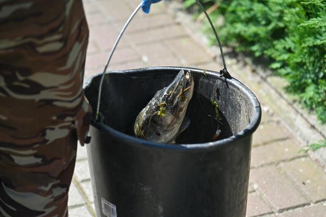 Jezioro Dąbie i śnięte ryby 