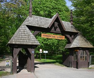 Puszcza Białowieska – ostatnia taka puszcza w Europie