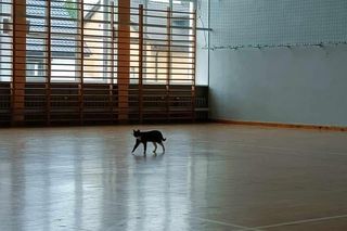 Łatek to kot, który chodzi do szkoły w Środzie Wielkopolskiej