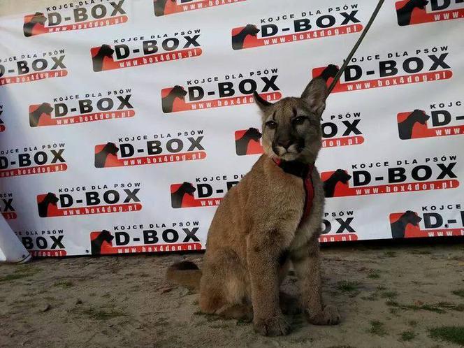 Śląskie: Dramatyczna akcja! Weteran z Afganistanu i puma: "To moje dziecko"