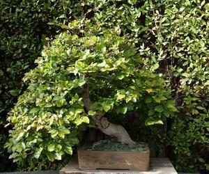 Bonsai Fagus sylvatica