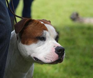 Agresywny amstaff dotkliwie pogryzł kobietę. Konieczna była pierwsza pomoc