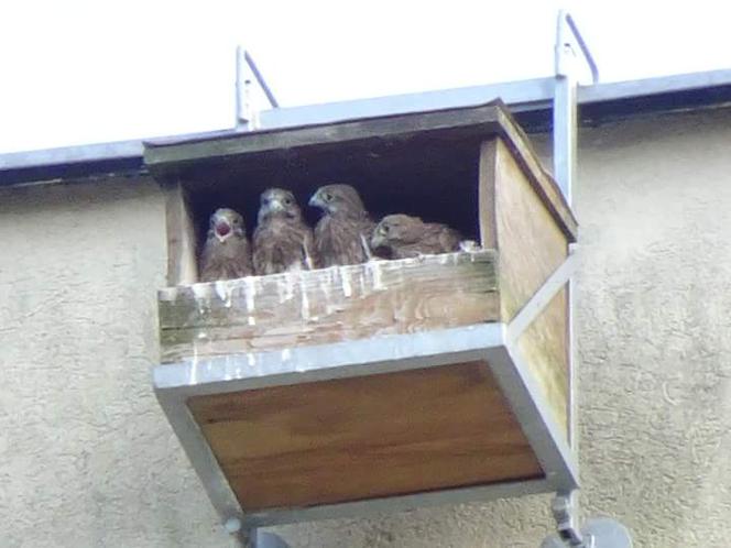 Kot predator polował na dachu wieżowca