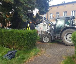 Bukszpany zrobiły miejsce na nowy pomnik w Lesznie. Poświęcony będzie żołnierzom generała Józefa Hallera